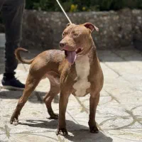 پیتبول بولی واردات اوکراین