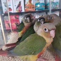 طوطی گیرینچیک|پرنده|تهران, مجیدآباد|دیوار