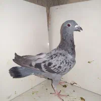 کبوتر مسافتی. جوانع