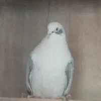 فروش تعدا د۴۰ طوق کبوتر|پرنده|کرج, کلاک بالا|دیوار