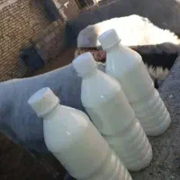 شیرخر یا الاغ
