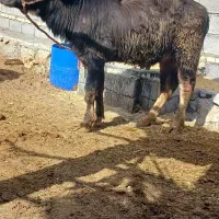 گاو  میش نر جنس درجه یک ۲ساله