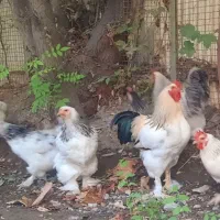 خروس اصیل برهما لایت|حیوانات مزرعه|کرج, مصباح|دیوار