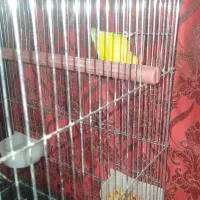 یک عدد طوطی|پرنده|زرند, |دیوار