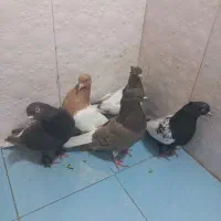 رنگی|پرنده|شیراز, دشت چنار|دیوار
