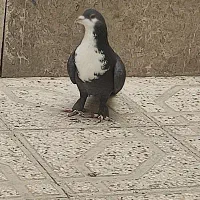 شهری سیاه نر