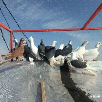 کفتر رنگی سار