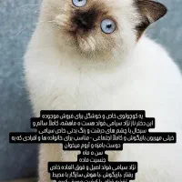 گربه