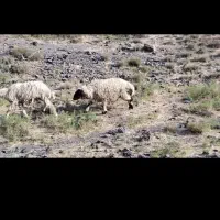 88راس میش چاق کردی کرمانشاهی