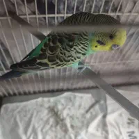 مرغ عشق نر دستی