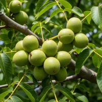 فروش ویژه نهال گردو ژنوتیپ برتر، موجودی محدود