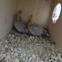 عروس هلندی|پرنده|لامرد, |دیوار