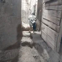 خروس لاری