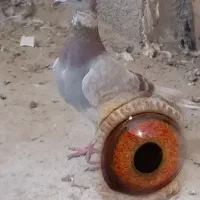 کبوتر پوس پیازی معامله معامله