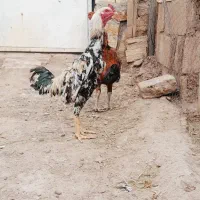 خروس لاری