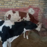 گوساله ماده