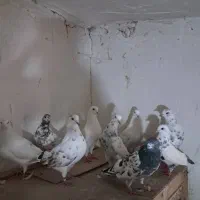 کبوتر پرشی|حیوانات|سنگر, |دیوار