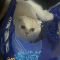 گربه بسیار زیبا و مهربون|گربه|یزد, |دیوار