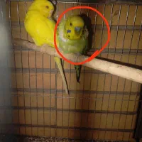 مرغ عشق نر و ماده|پرنده|بندر ماهشهر, |دیوار