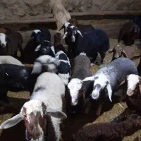 گوسفند داشتی|حیوانات مزرعه|بیلوار, |دیوار