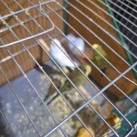 مرغ عشق با تخم