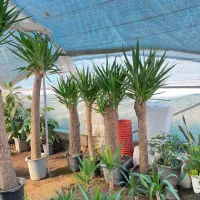 نیروی کار در گلفروشی و انبار جوان یا باز نشسته