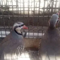 بلدرچین کوهی