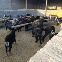 بز جوان شکم اول آبستن سر زا|حیوانات مزرعه|مرودشت, علیآباد|دیوار