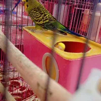 مرغ عشق هلندی