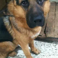 سگ ژرمن|سگ|رودسر, |دیوار