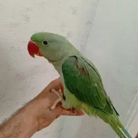 جوجه شاه طوطی،عروس هلندی،ملنگو