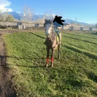 اسب نریان ۳ ساله
