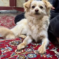 فروش سگ اشپیتز ماده ۸ماهه