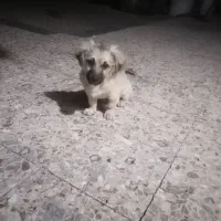 سلام خسته نباشین یک عددسگ خانگی