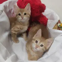 واگذاری بچه گربه