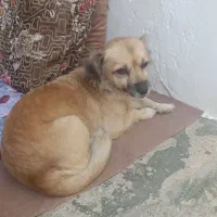 واگذاری سگ نژاد اشپیز
