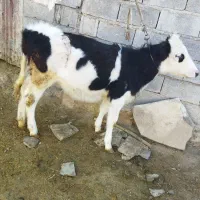 گوساله ماده