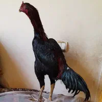 خروس لاری ۸ماهه