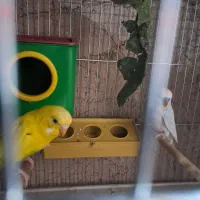 دوجفت مرغ عشق آماده تخم‌ گذاری