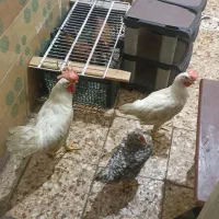 مرغ خروس