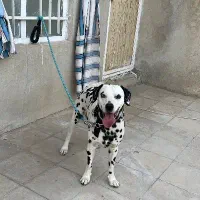 سگ دالمیشن
