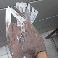 فروش ۵عدد کفتر پرشی درجه یک و عالی|پرنده|اردکان, |دیوار
