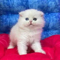 مجموعه گربه های خاص و اصیل (پرشین بریتیش اسکاتیش)|گربه|کرمان, |دیوار