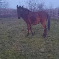 قاطر ۱۹ ماهه