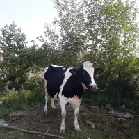 گاو دورگ هولیشتان آماده زایمان       لیشه ورزا|حیوانات مزرعه|رشت, حومه رشت|دیوار