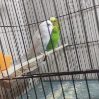مرغ عشق نر و ماده
