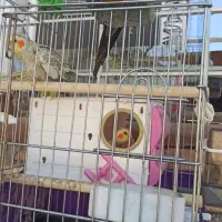 عروس هلندی|پرنده|سرپل ذهاب, |دیوار