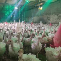 بوقلمون|حیوانات مزرعه|بیرجند, |دیوار