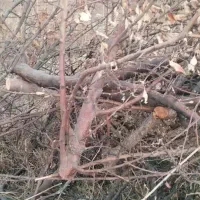 فروش چوب هرسی میوه ذغال،پوشال،خاک اره|خدمات باغبانی و درختکاری|خاوه, |دیوار