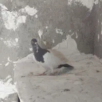 کبوتر یهودی|پرنده|کبودرآهنگ, |دیوار